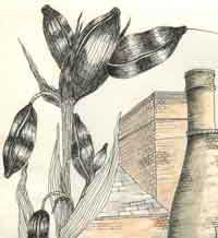 sketch of seed pods on trent